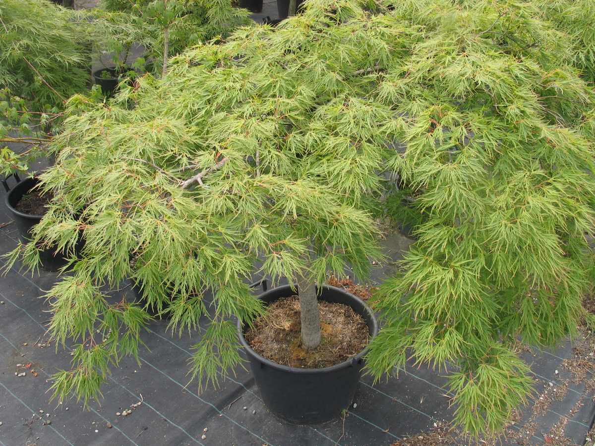 Acer palmathum dissectum viridis