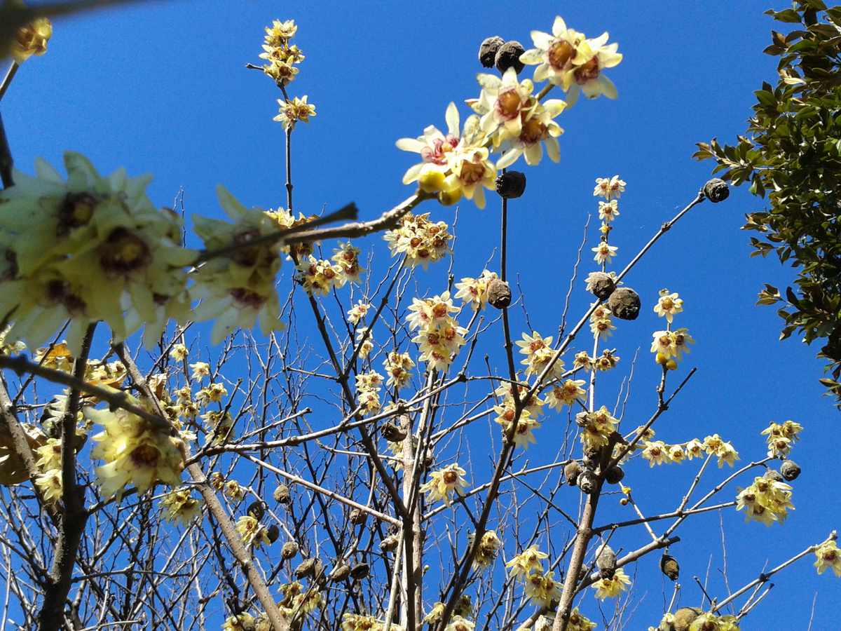 Chimonanthus praecox lutes