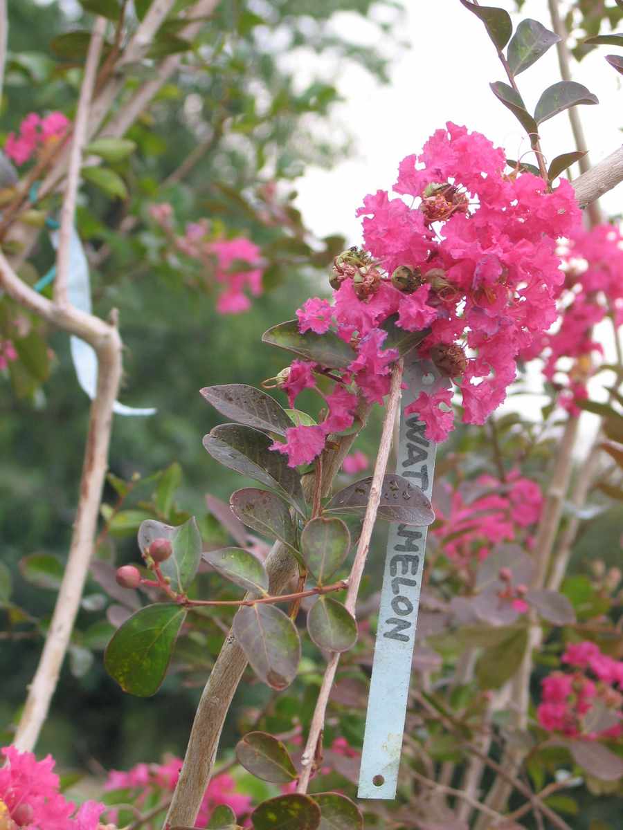 Lagerstroemia Indica Water Melon