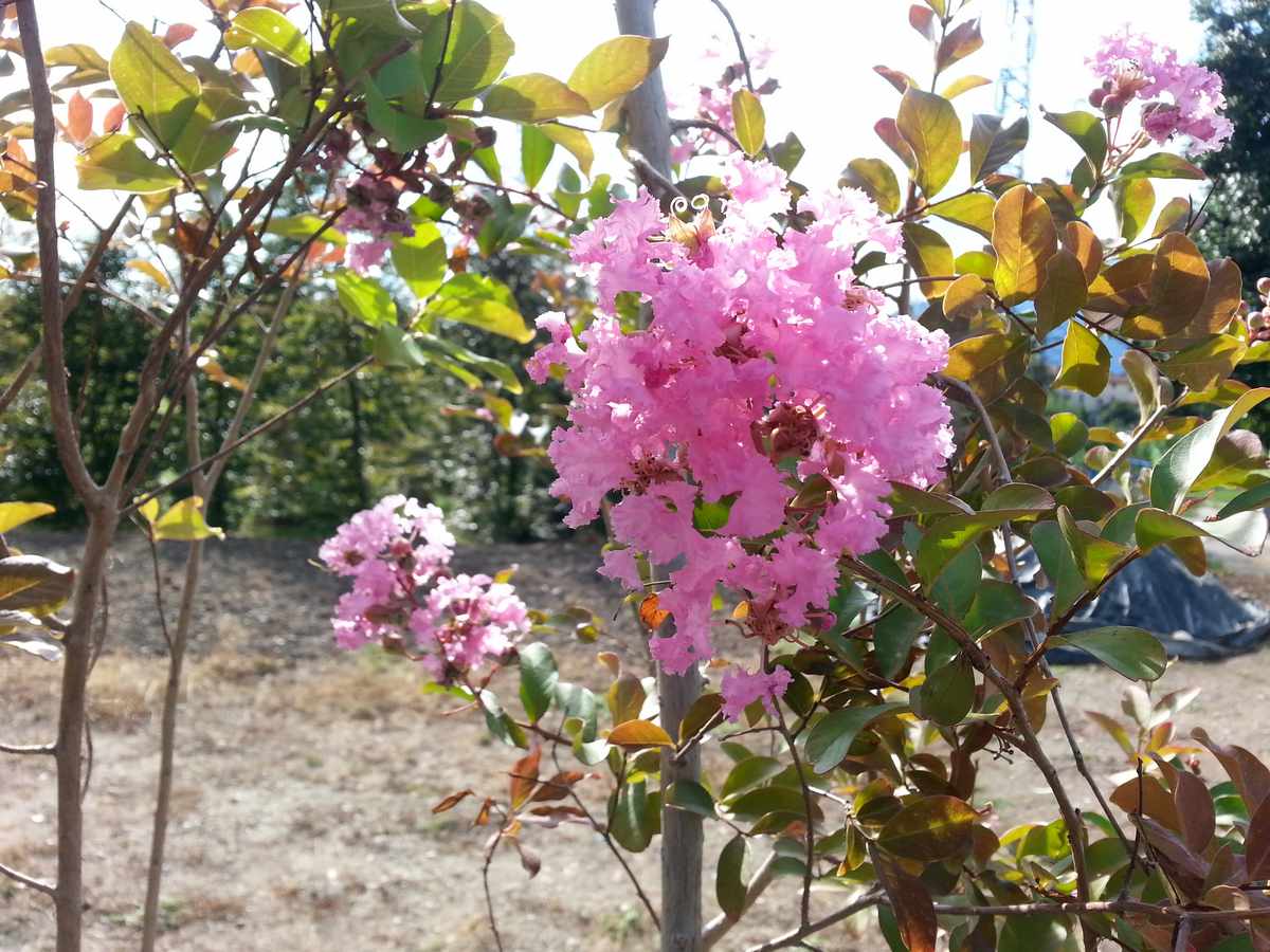 Lagerstroemia indica  Pink