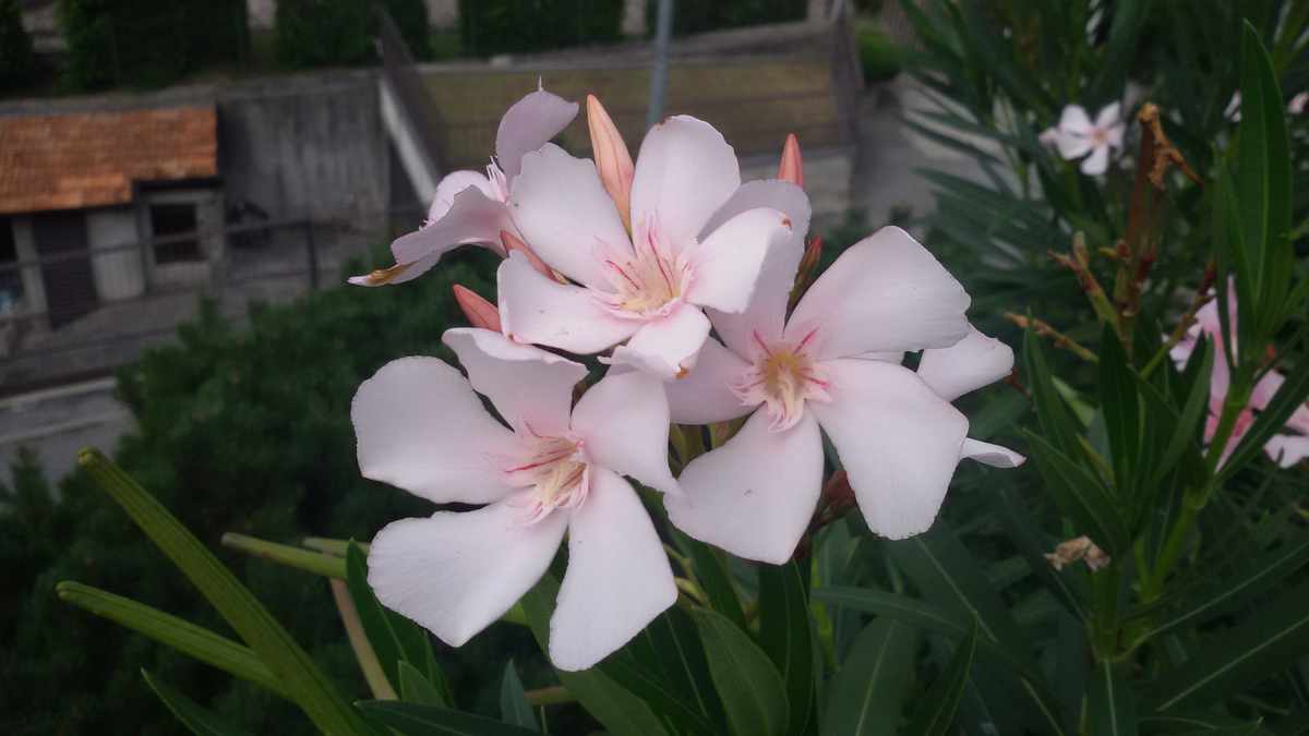 Nerium Oleander Virginie particolare