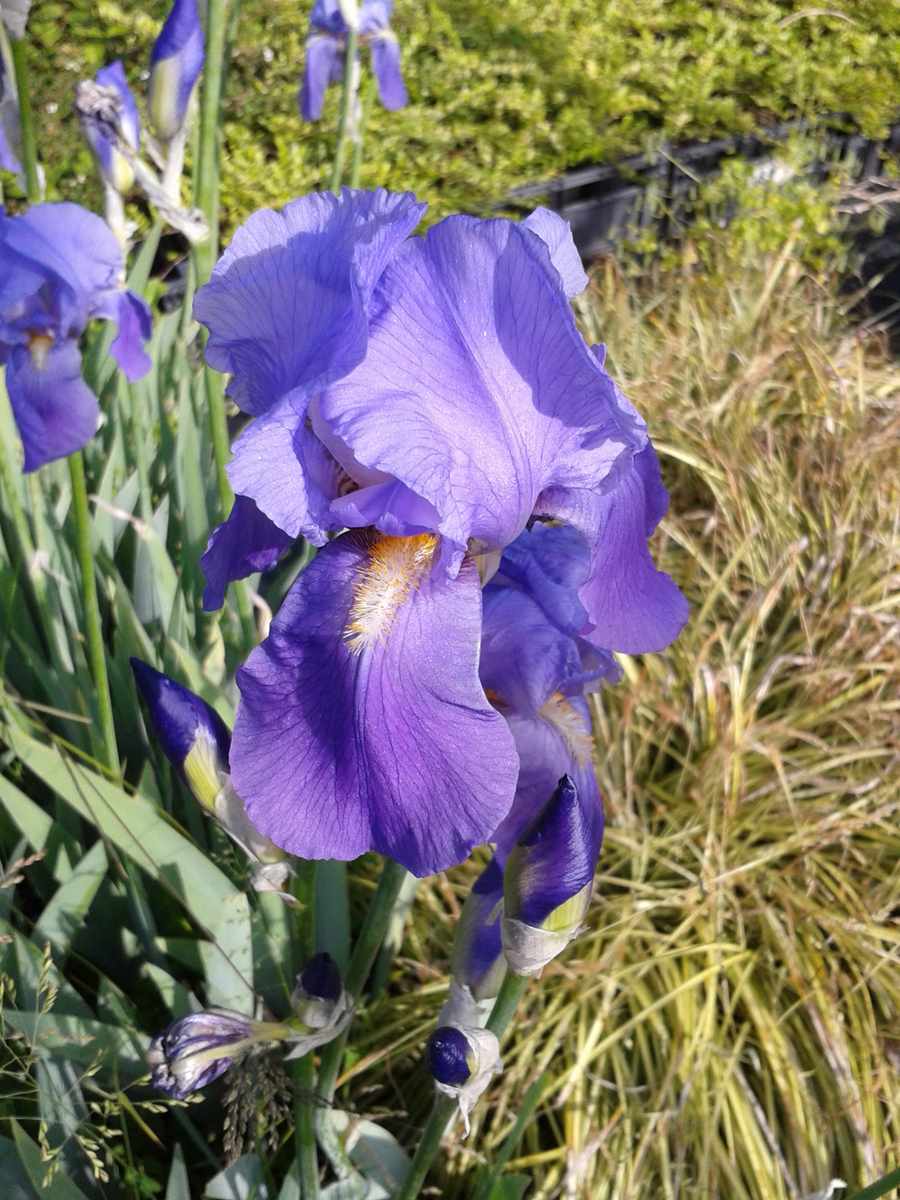 Iris Germanica Blauw