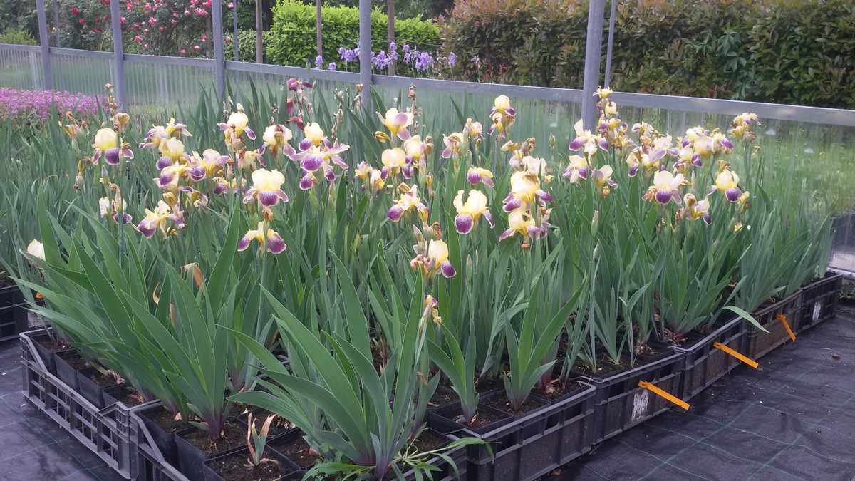 Iris germanica variegato