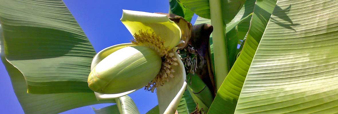 Hortus Milani Giardinaggio