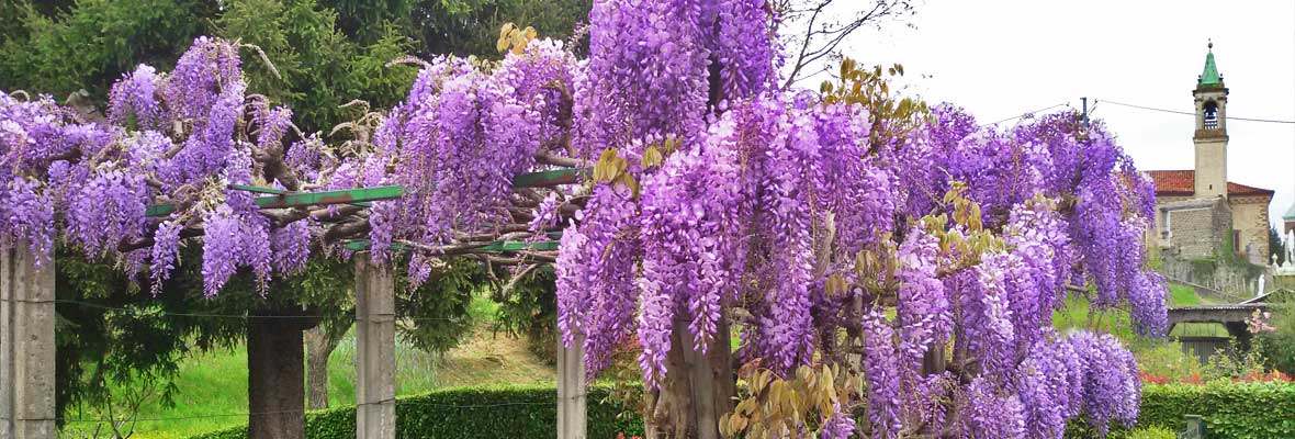 Hortus Milani Manutenzione Giardini